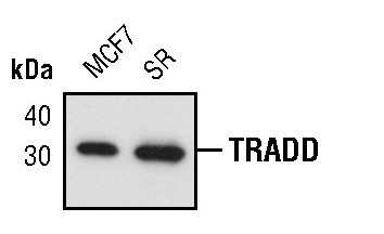 TRADD Antibody in Western Blot (WB)