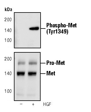 Phospho-c-Met (Tyr1349) Antibody in Western Blot (WB)