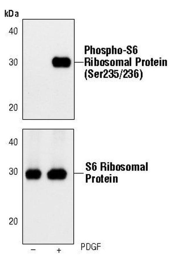 Phospho-S6 (Ser235, Ser236) Monoclonal Antibody (G.22.6) (MA5-15140)