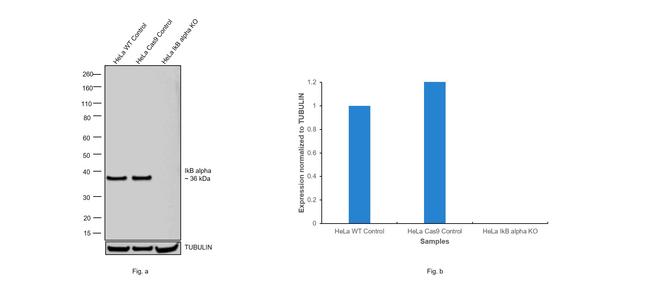 IkB alpha Antibody in Western Blot (WB)