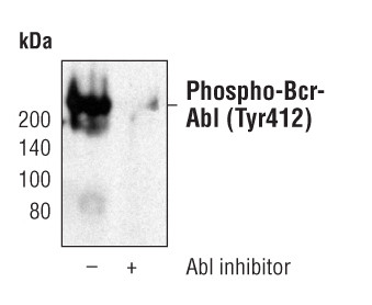 Phospho-c-Abl (Tyr412) Antibody in Western Blot (WB)