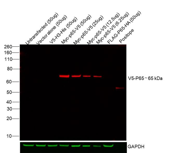 V5 Tag Antibody in Western Blot (WB)