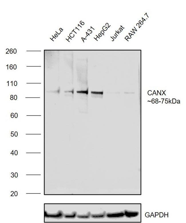 Calnexin Monoclonal Antibody (3H4A7)