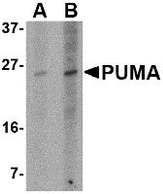 PUMA alpha Antibody in Western Blot (WB)