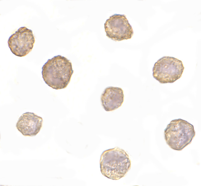 Bim Antibody in Immunocytochemistry (ICC/IF)