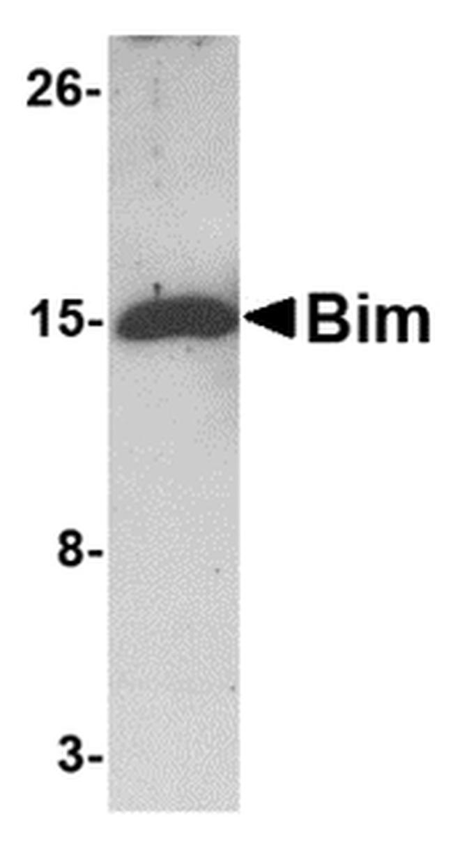 Bim Antibody in Western Blot (WB)