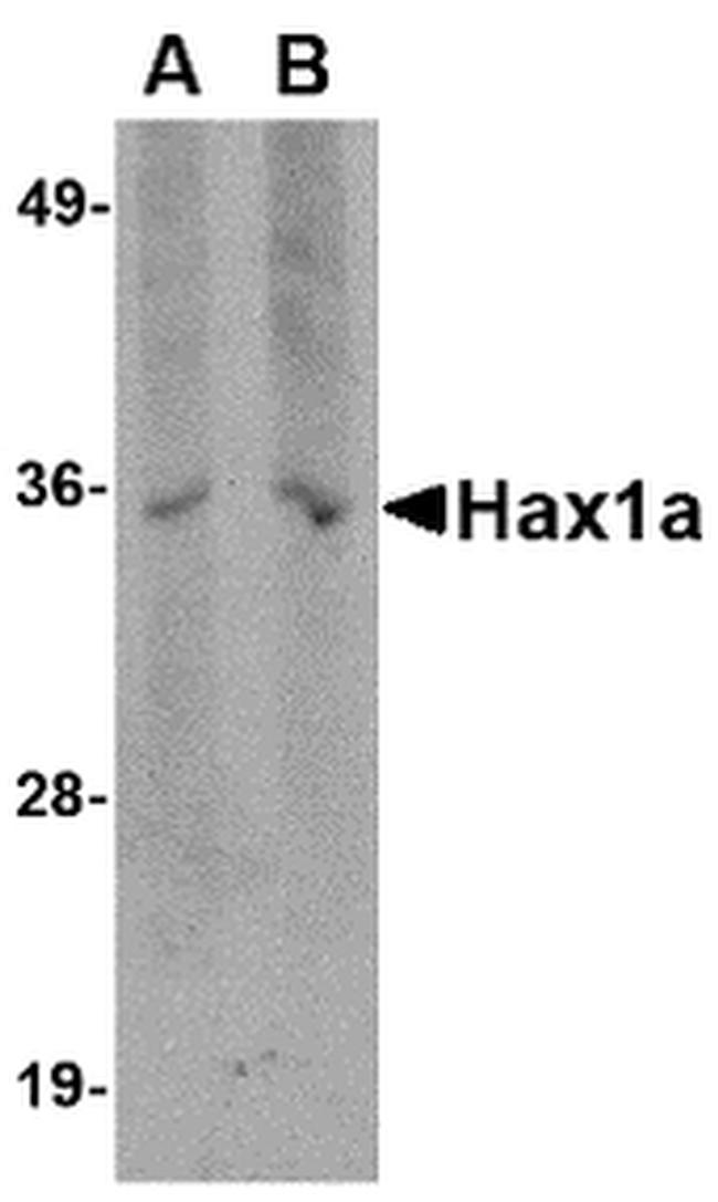 HAX1 Antibody in Western Blot (WB)