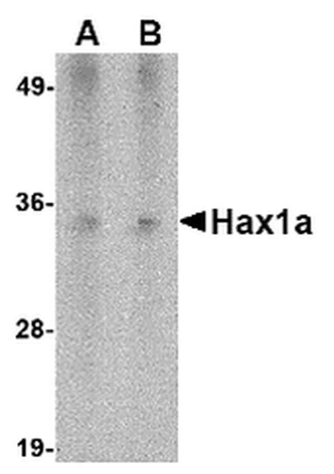 HAX1 Antibody in Western Blot (WB)