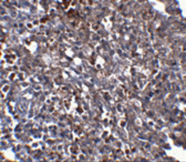 ORAI1 Monoclonal Antibody (6D11A11)
