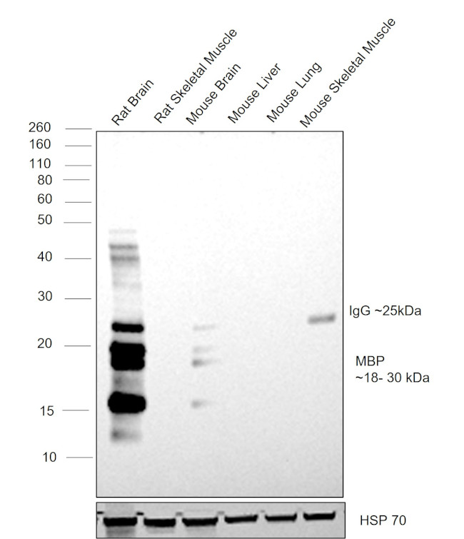 MBP Antibody in Western Blot (WB)