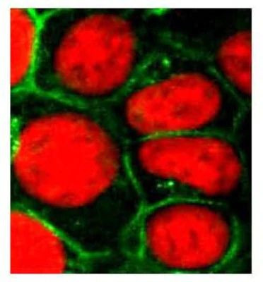 MRP1 Antibody in Immunocytochemistry (ICC/IF)