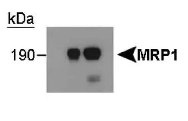 MRP1 Antibody in Western Blot (WB)