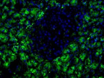 HPx2 Antibody in Immunocytochemistry (ICC/IF)