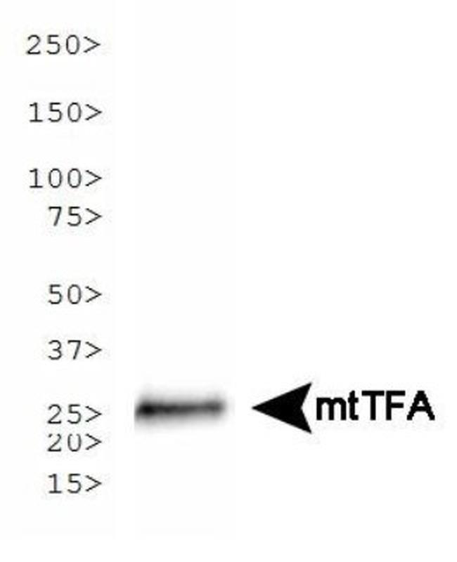 TFAM Antibody in Western Blot (WB)