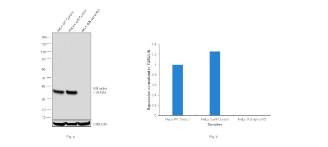 IkB alpha Antibody