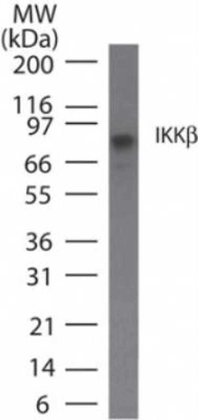 IKK beta Antibody in Western Blot (WB)