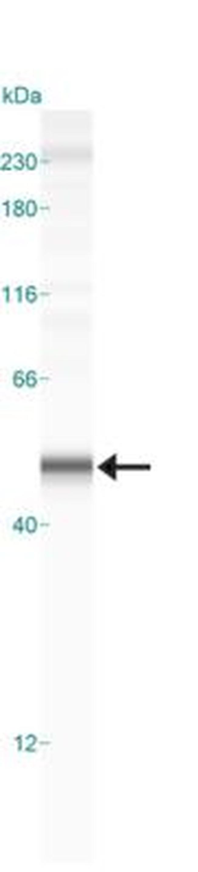 Caspase 1 Antibody in Western Blot (WB)