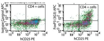 FOXP3 Antibody in Flow Cytometry (Flow)