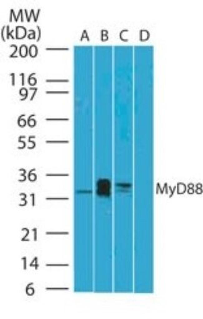 MyD88 Antibody in Western Blot (WB)