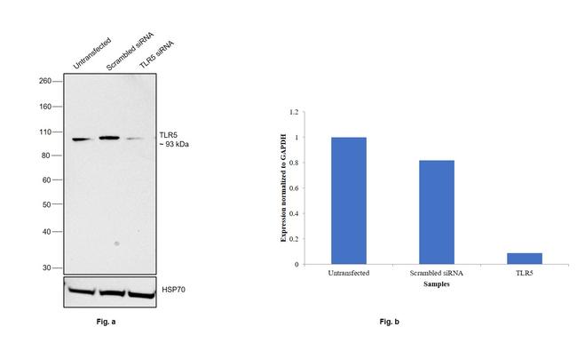 TLR5 Antibody in Western Blot (WB)