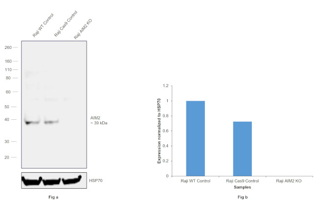 AIM2 Antibody