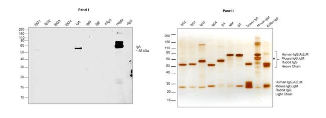 Human IgA1 Fc Secondary Antibody in Western Blot (WB)