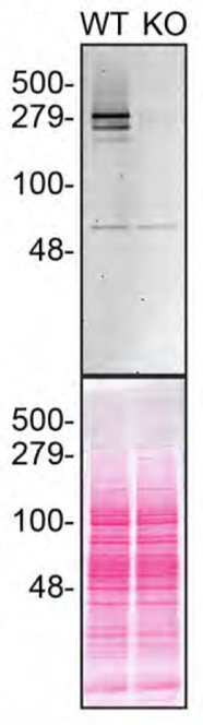 Huntingtin Antibody in Western Blot (WB)