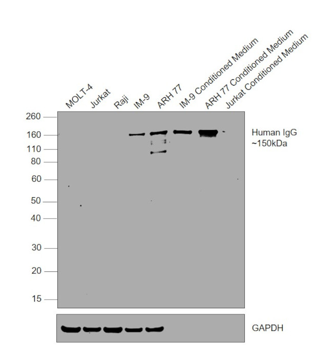 Mouse anti-Human IgG Fc (CH2 domain) Secondary Antibody