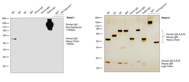 Human IgG Fc (CH2 domain) Secondary Antibody in Western Blot (WB)