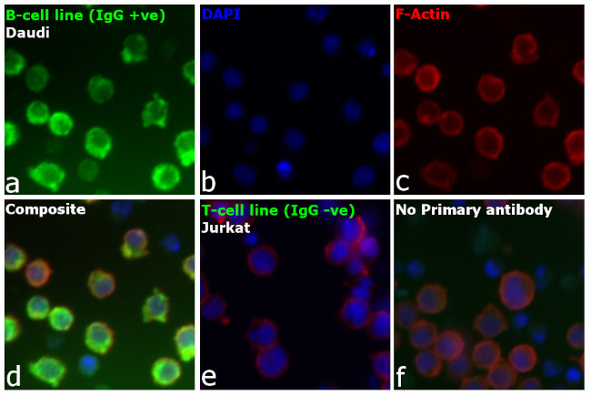 Human IgG1 Fc (CH2 domain) Secondary Antibody in Immunocytochemistry (ICC/IF)