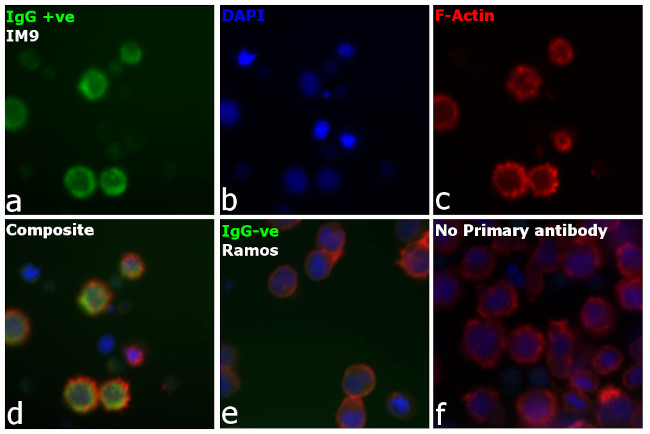 Human IgG1 Fc (CH2 domain) Secondary Antibody in Immunocytochemistry (ICC/IF)