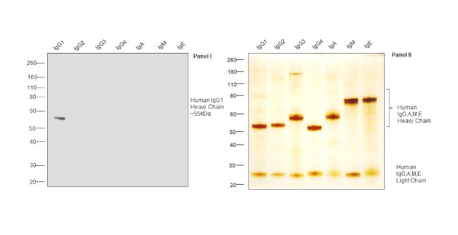 Human IgG1 Fc (CH2 domain) Secondary Antibody