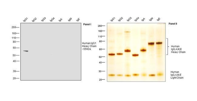 Human IgG1 Fc (CH2 domain) Secondary Antibody in Western Blot (WB)