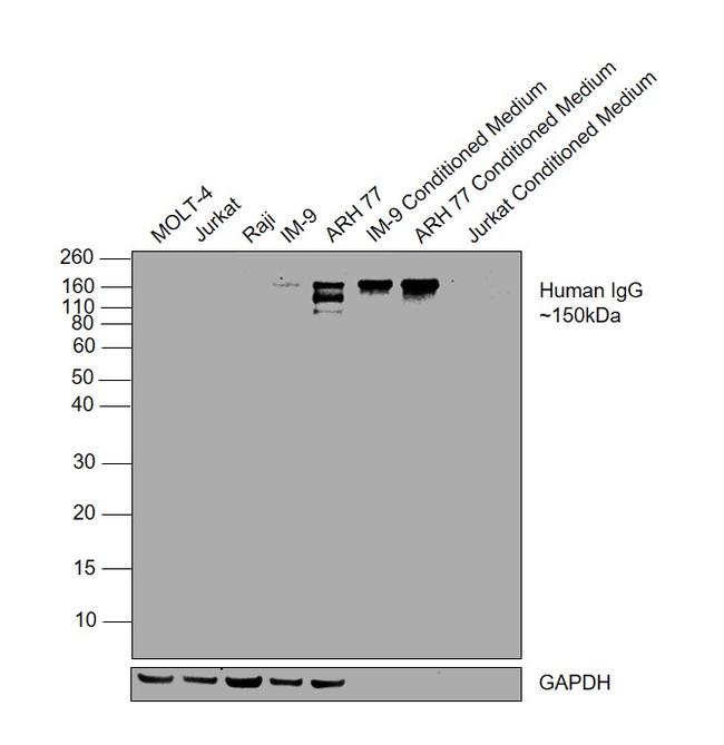 Mouse anti-Human IgG (CH2 domain) (MA5-16929)
