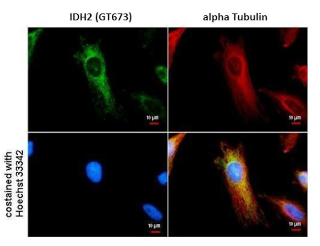 IDH2 Antibody in Immunocytochemistry (ICC/IF)