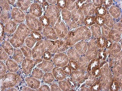 IDH2 Antibody in Immunohistochemistry (Paraffin) (IHC (P))