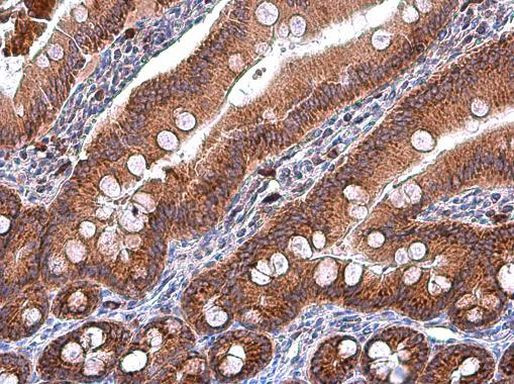 IDH2 Antibody in Immunohistochemistry (Paraffin) (IHC (P))