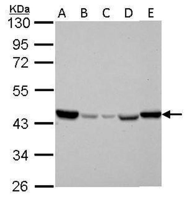 IDH2 Antibody in Western Blot (WB)