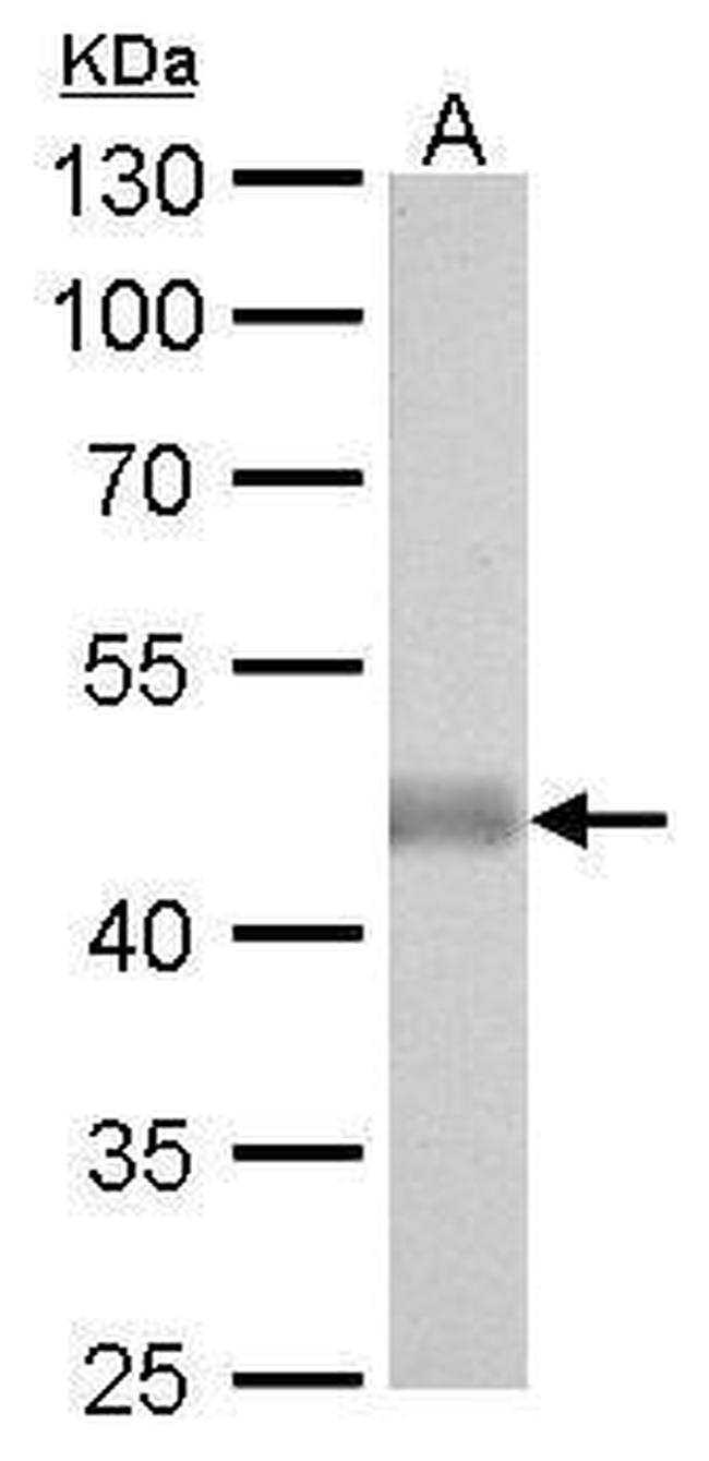 IDH2 Antibody in Western Blot (WB)