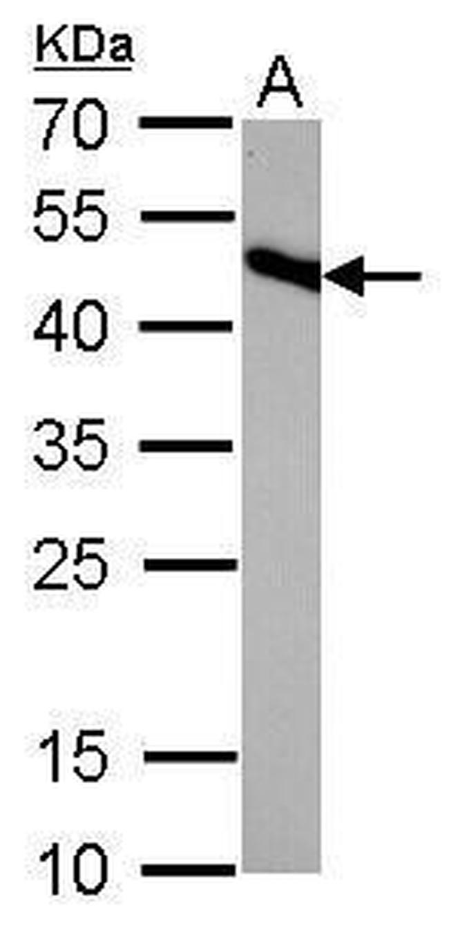 IDH2 Antibody in Western Blot (WB)