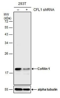 Cofilin Monoclonal Antibody (GT567) (MA5-17275)