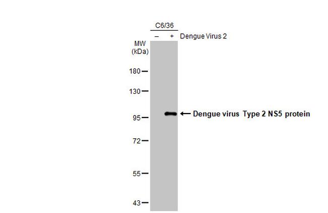 Dengue Virus Type 2 NS5 Antibody in Western Blot (WB)