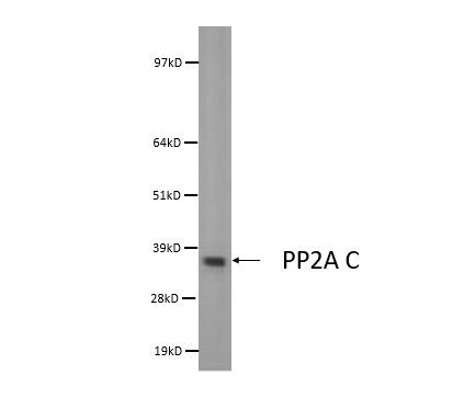 PP2A alpha Antibody in Western Blot (WB)