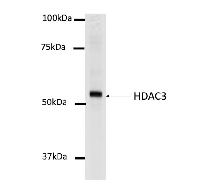 HDAC3 Antibody in Western Blot (WB)