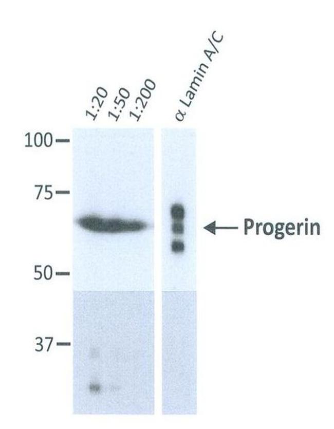 Progerin Antibody in Western Blot (WB)