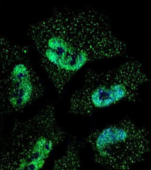 HuR Antibody in Immunocytochemistry (ICC/IF)