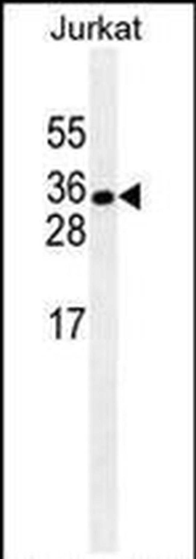 HuR Antibody in Western Blot (WB)