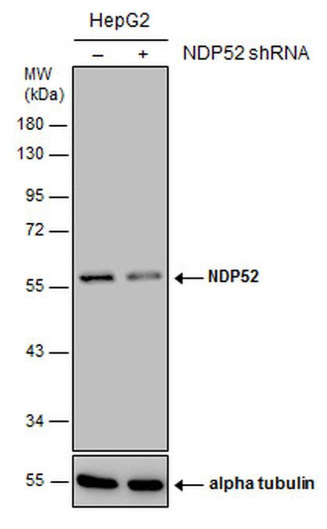 CALCOCO2 Antibody