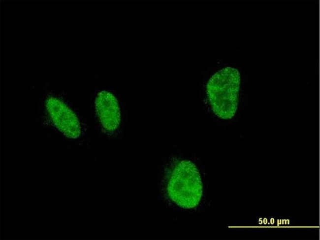 HOXA5 Antibody in Immunocytochemistry (ICC/IF)