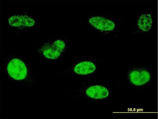 HOXA5 Antibody in Immunocytochemistry (ICC/IF)